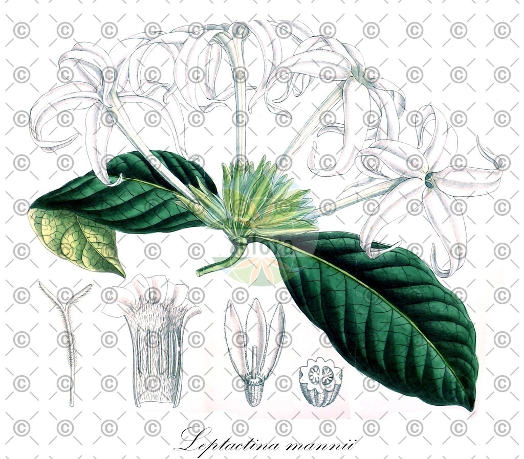HistAbb_wfo-0000360842_1_ENZY_Simple | Historische Abbildung von Leptactina mannii - Rubiaceae | Historical Illustration of Leptactina mannii - Rubiaceae