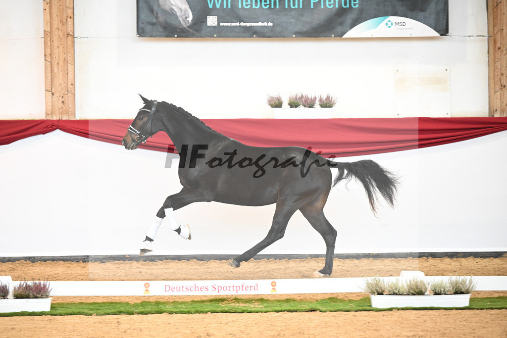 Kat-Nr. 37 Fuerst Belissaro x Standford_ZG Lenzen_47240486 | hf-fotografie - Realizzato con Pictrs.com