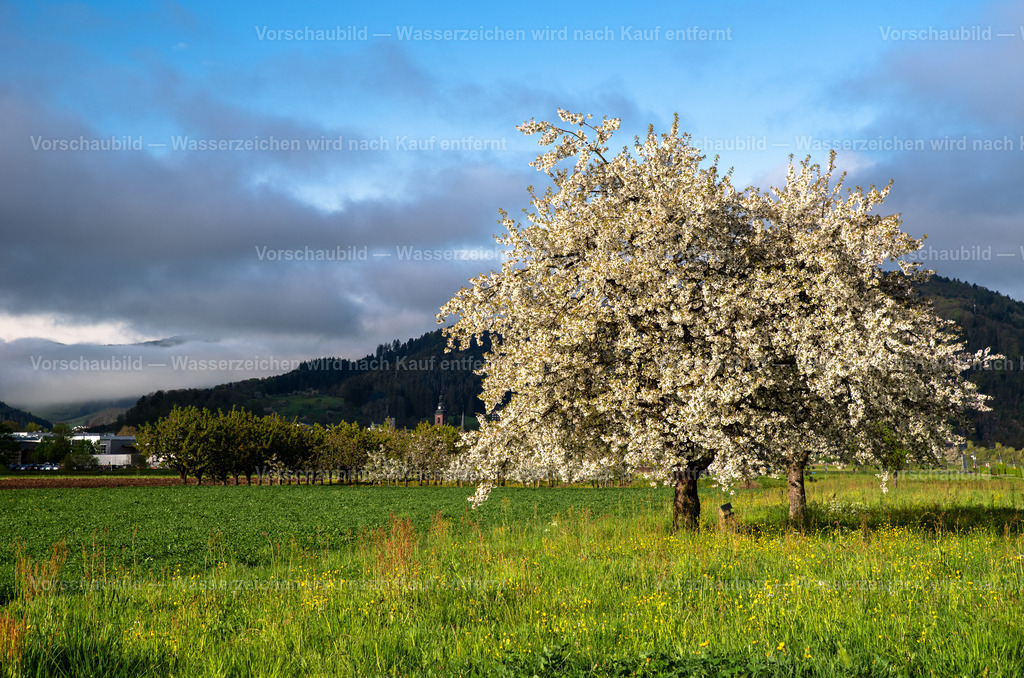 Kirschblüten im Frühling | im Kinzigtal, Schwarzwald - Realisiert mit Pictrs.com