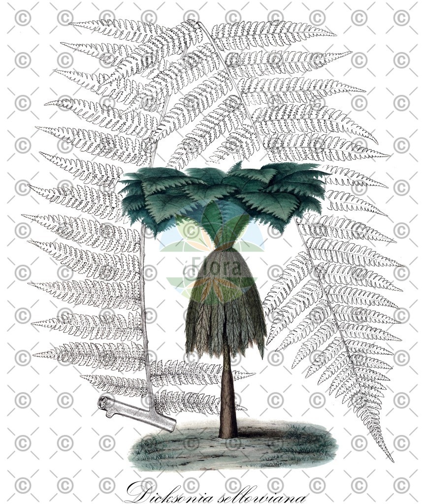 HistAbb_wfo-0000645720_1_SIMPLE | Historische Abbildung von Dicksonia sellowiana - Dicksoniaceae | Historical Illustration of Dicksonia sellowiana - Dicksoniaceae