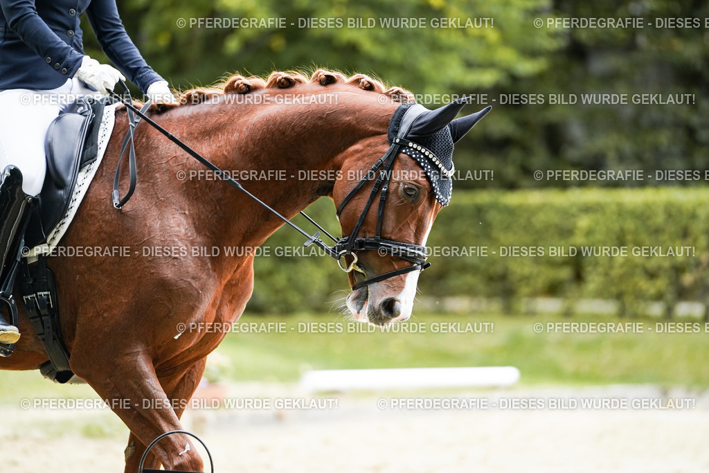 DSC07057 | Pferdegrafie