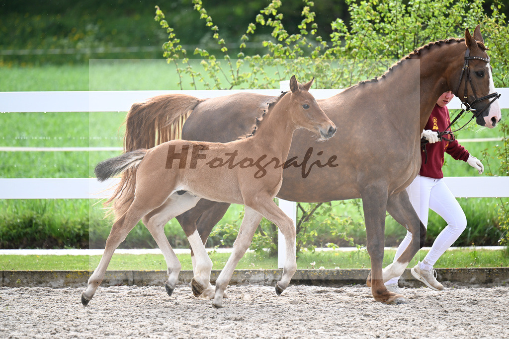 Kat-Nr. 21 HF Glamourdale x Brisbane_Tanner_23261768 | hf-fotografie - Realizzato con Pictrs.com