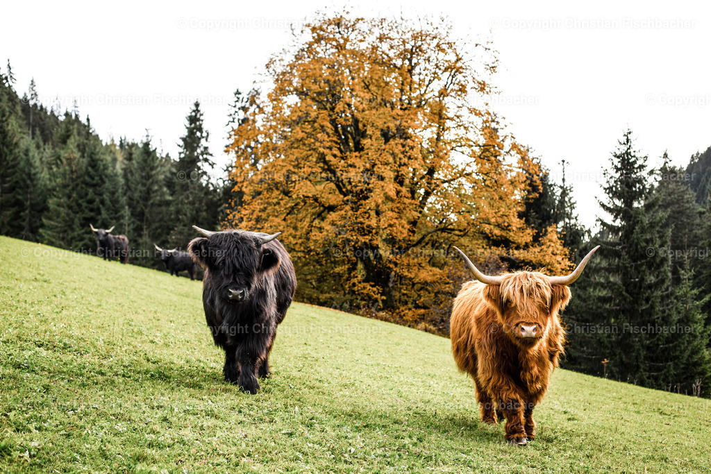 Fotos_Copyright_Chri_Fischbacher_Druck-156 | Bildershop Chri Fischbacher - Realisiert mit Pictrs.com