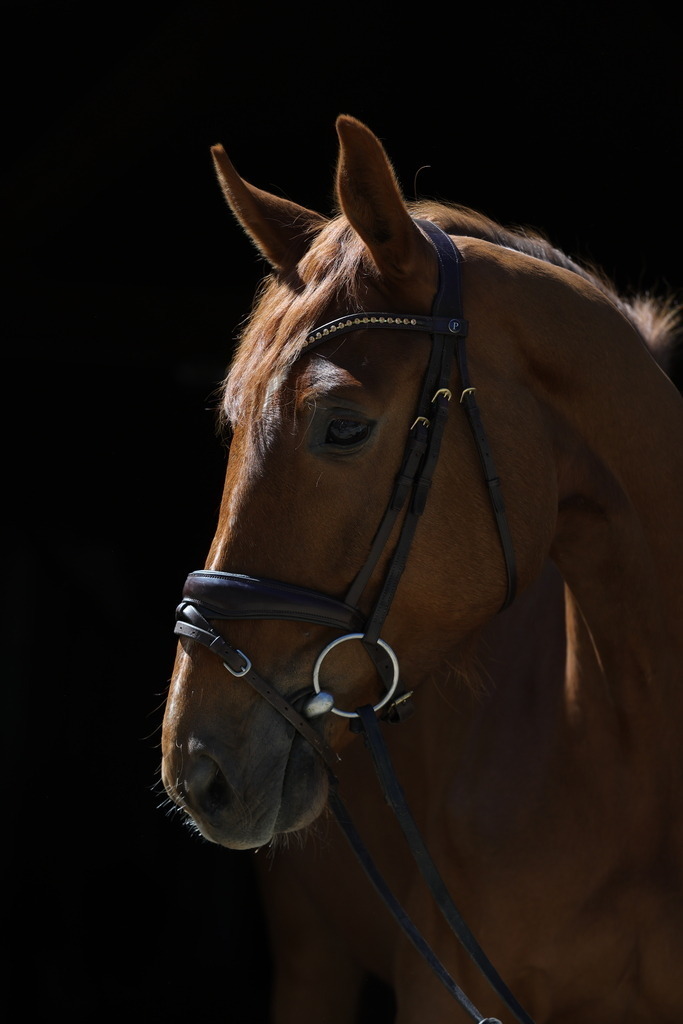 0P6A8747 | Willkommen bei Brunnmayr - Design & Fotografie – Ihrem Spezialisten für Reitturniere und Pferdeveranstaltungen in Oberösterreich, Salzburg und Bayern! Seit über 17 Jahren sind wir leidenschaftlich dabei.