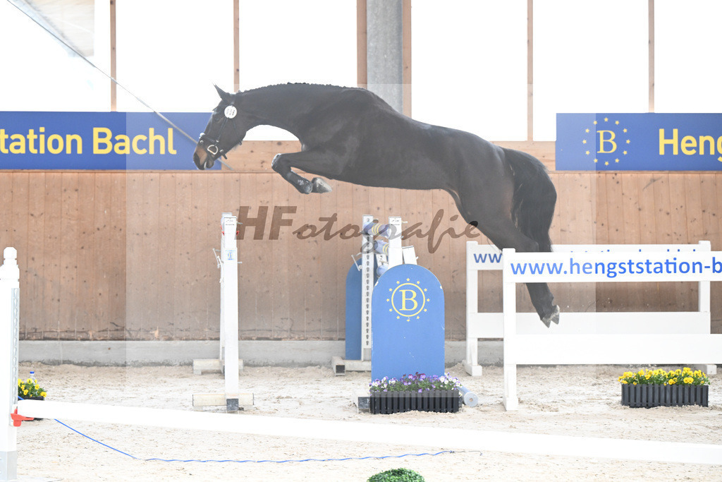 Kat-Nr. 56 Cosita de lAbbaye v. Adzarro de lAbbaye_Steininger_5250412 | hf-fotografie - Realizzato con Pictrs.com
