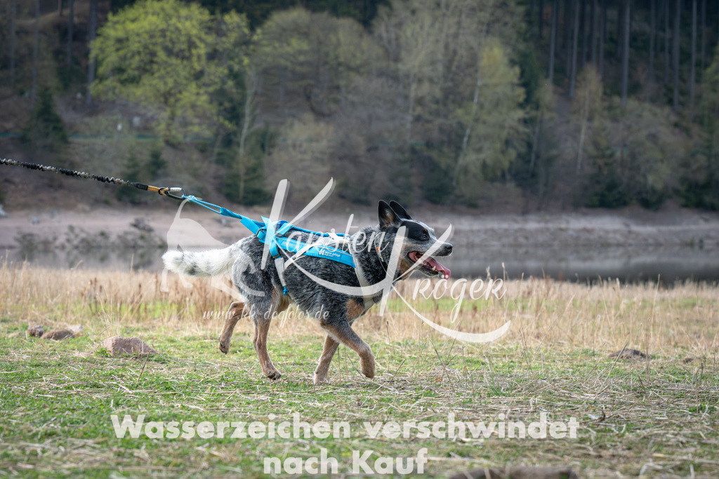 1822_ZZ96606 | kk-dogfotos