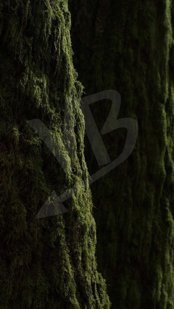 Veil of Green | Photographs between movement and pause. Quiet moments, found in existing light. - Realisiert mit Pictrs.com
