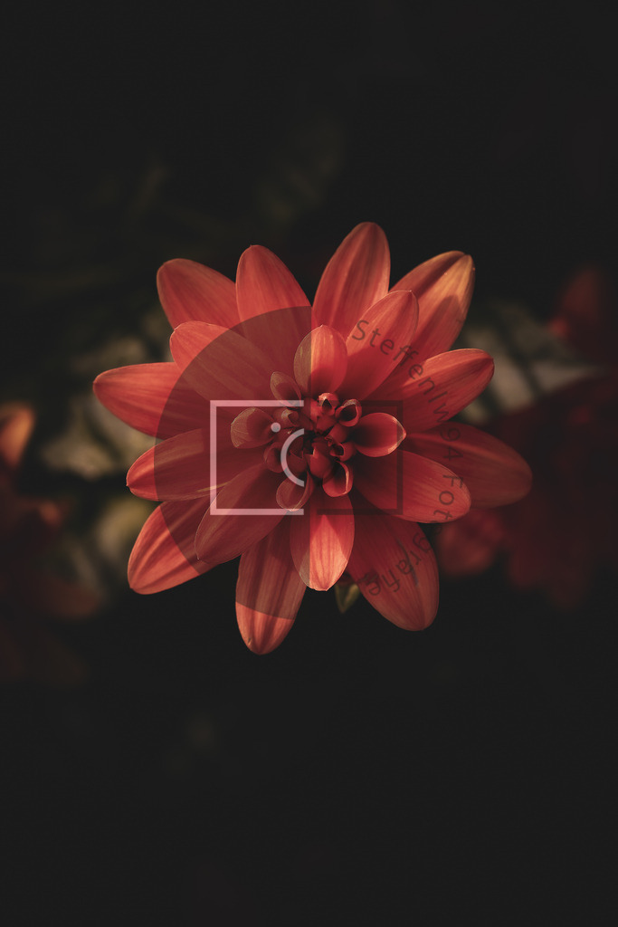 Wandbild Dahlie | Ich bin Fotograf und auf meiner Webseite hast du die Möglichkeit meine fotografie als Wandbilder druckfertig für dein Zuhause zu bestellten. - Realisiert mit Pictrs.com