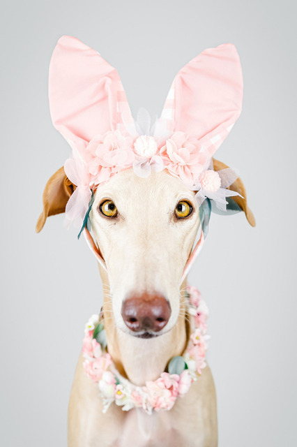 Ori als (Oster)Hase | Lizbeth Hundefotografie