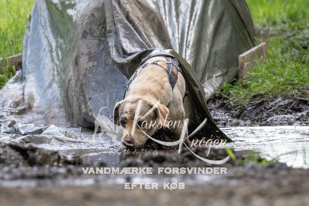 1145_ZZ94432 | kk-dogfotos