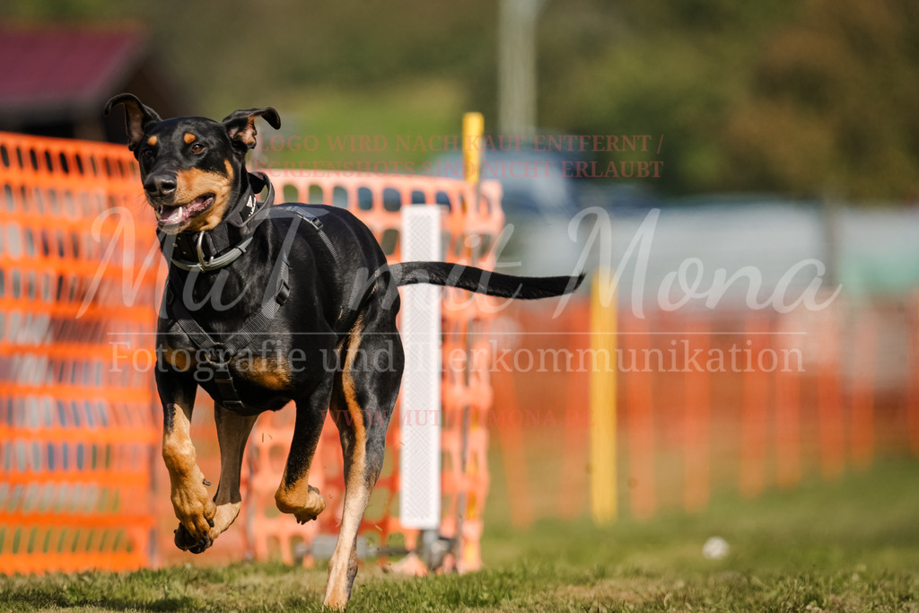 20250928_Hunderennen-394 | MuT (Mensch und Tier) mit Mona - Fotografie und Tierkommunikation - Realisiert mit Pictrs.com