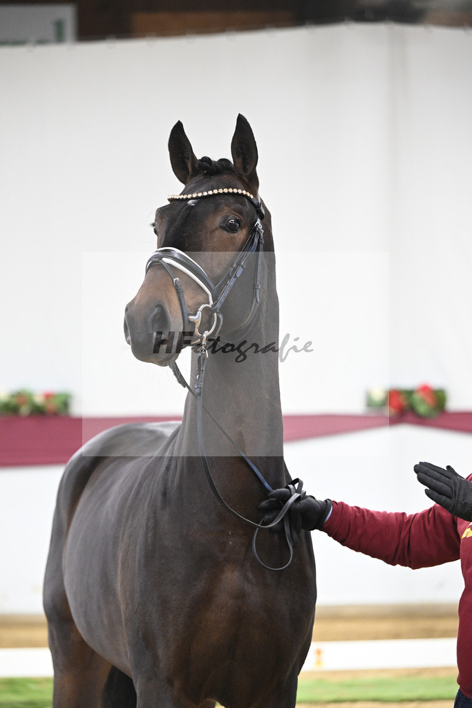 Kat-Nr. 67 Extra Gold x Showmaker_Matthias Schlamminger GmbH_47252532 | hf-fotografie - Realisiert mit Pictrs.com