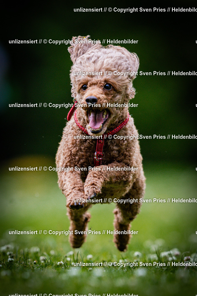Sven Pries | 2025-05-29 - Pudelrennen KA-Durlach - Realisiert mit Pictrs.com