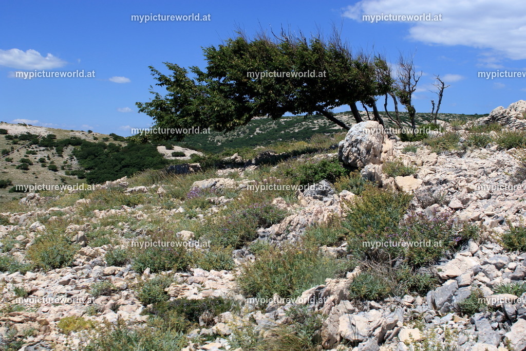 Stara Baska-004 | Das Bilderarchiv über Tiere, Planzen und Landschaften. In der Bilddatenbank finden Sie ein große Auswahl an hochwertigen Bilder für Ihre Werbung - Realized with Pictrs.com
