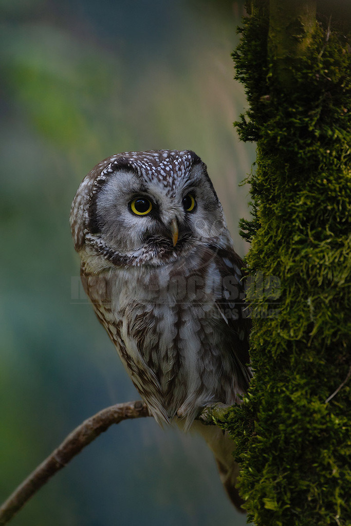 20080510185915 | Ein Raufußkauz (Aegolius funereus) sitzt auf einem moosbewachsenen Ast in einem Wald. Der Vogel hat ein braun-weiß gesprenkeltes Gefieder und auffallend gelbe Augen, die aufmerksam nach rechts blicken. Der Hintergrund ist unscharf und zeigt grüne und bräunliche Farbtöne des Waldes. - Realisiert mit Pictrs.com