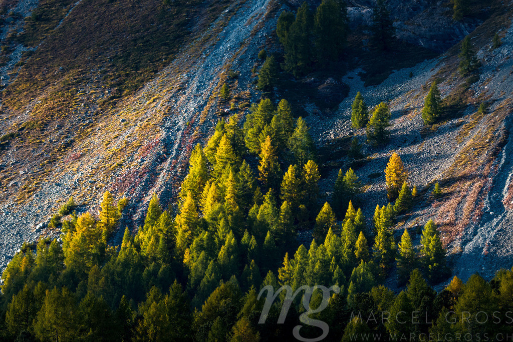 evening light at Lake Sils in Engadine | Die ideale Geschenkidee für Naturliebhaber. Naturbilder von Marcel Gross Photography für ihr Zuhause in den verschiedensten Formaten und Materialien. - Realisiert mit Pictrs.com