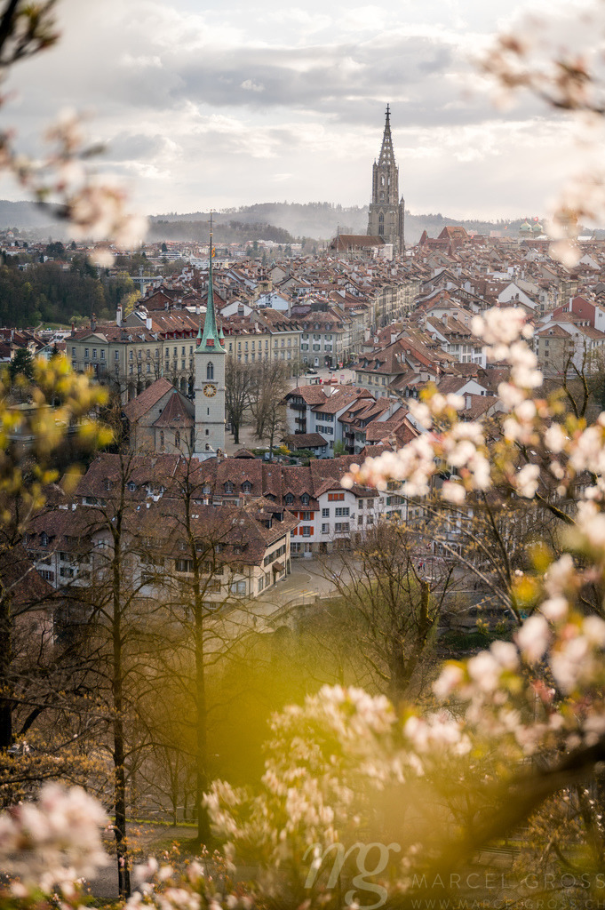 cherry blossom in Berne | Die ideale Geschenkidee für Naturliebhaber. Naturbilder von Marcel Gross Photography für ihr Zuhause in den verschiedensten Formaten und Materialien. - Realisiert mit Pictrs.com