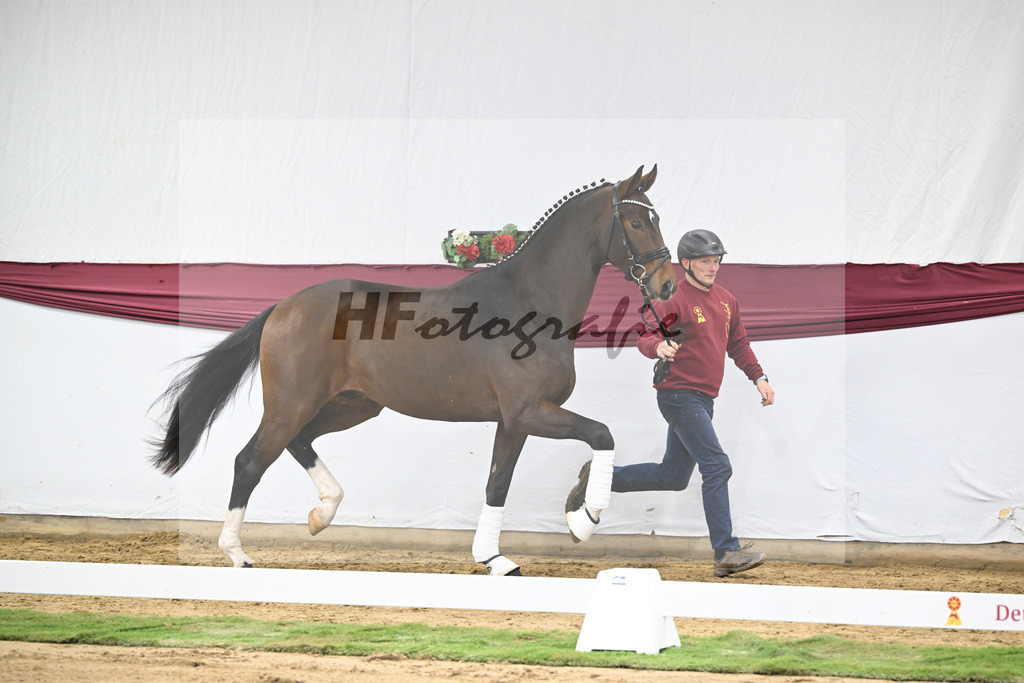 Kat-Nr. 35 Va Bene x San Amour I_Gestuet Greim_47251204 | hf-fotografie - Realisiert mit Pictrs.com