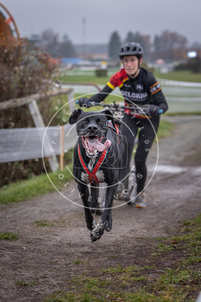 CaniXpix_0L8A0706 | Hundefotografie, Tierfotograf, Pfotenfotografie, Fotoshooting Hund, Hunde Portrait, Hundesport, Hundeportraits, Heideshooting, Hunde, Sportfotograf, Hundefotograf, Turnierhundsport, THS,  - Realisiert mit Pictrs.com
