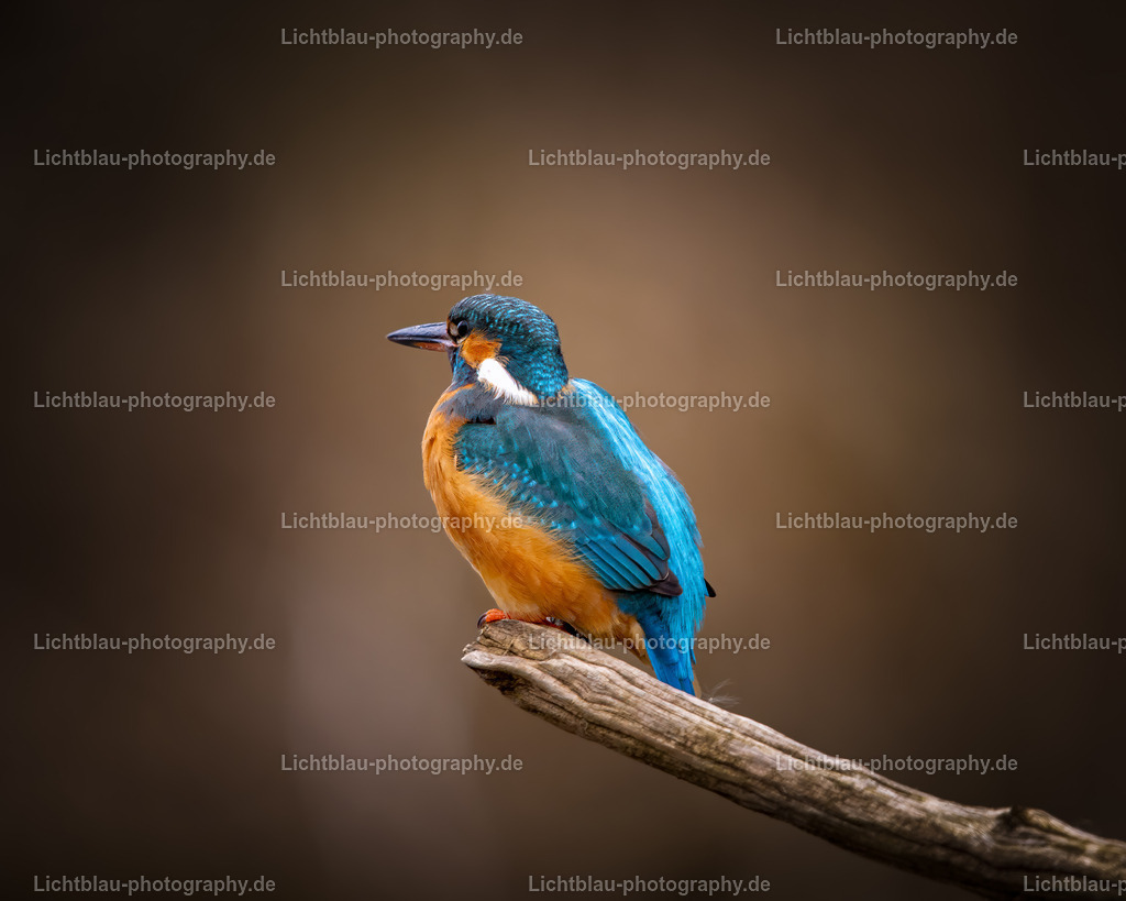 Eisvogel-30 | Hans-Bernd Lichtblau Photography. Finden Sie wunderschöne Fotografien aus Landschaft und Natur.  - Realisiert mit Pictrs.com