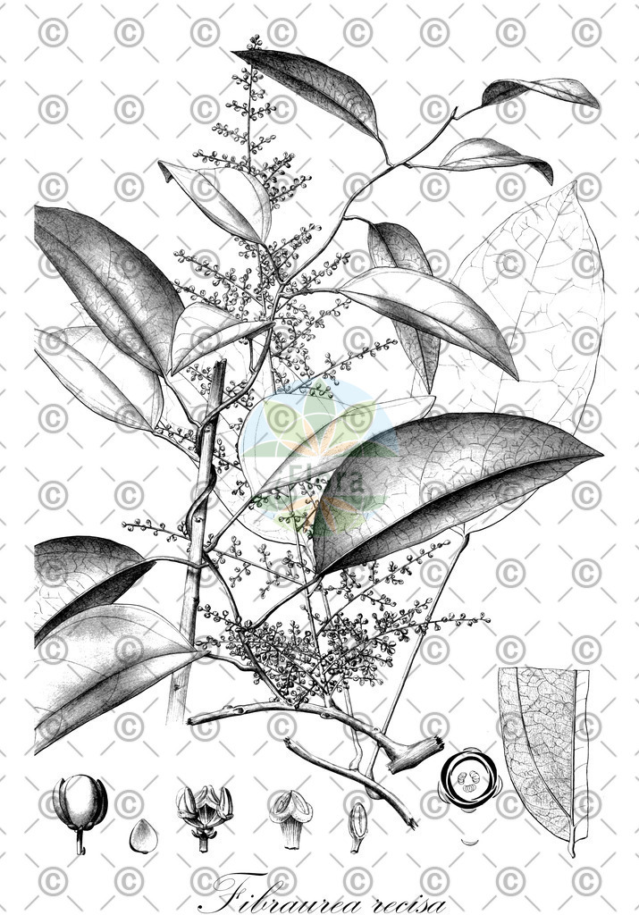 HistAbb_wfo-0000418180_1_ENZY_Simple | Historische Abbildung von Fibraurea recisa - Menispermaceae | Historical Illustration of Fibraurea recisa - Menispermaceae