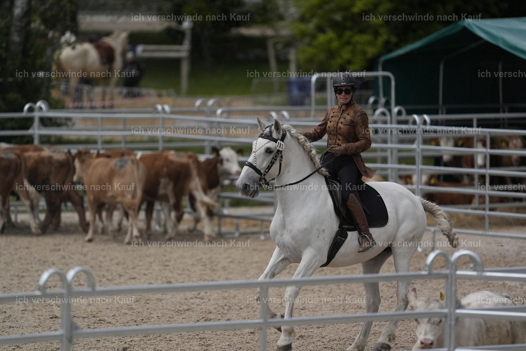 PI26_COW_Stoibphotography_DSC6521.JPG | working equitationturnier fotograf videograf stoibphotography marixx film working equitation deutschland reitsport turnierfotografie eventfotografie equestrian events