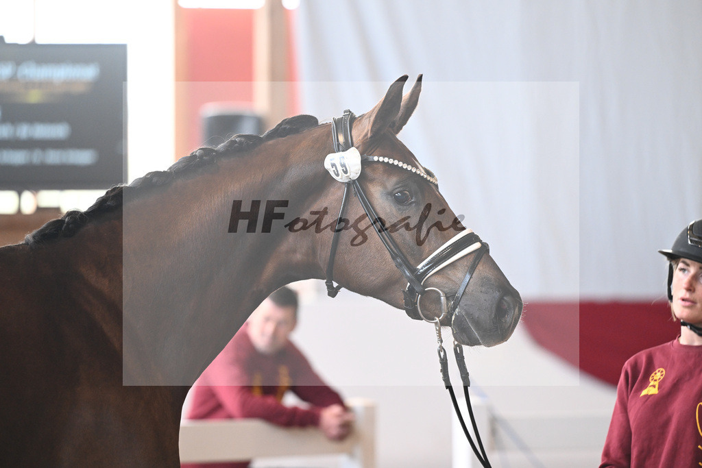 Kat-Nr. 59 Felix v. Feinrich_Schepper_7250609 | hf-fotografie - Realisiert mit Pictrs.com