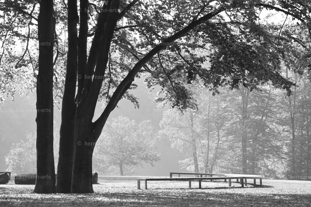 Trees_fine_Art_0012 | Photo Foto Kunst Art schwarzweiss Bilder Rheine Münster Berlin Blumen 
