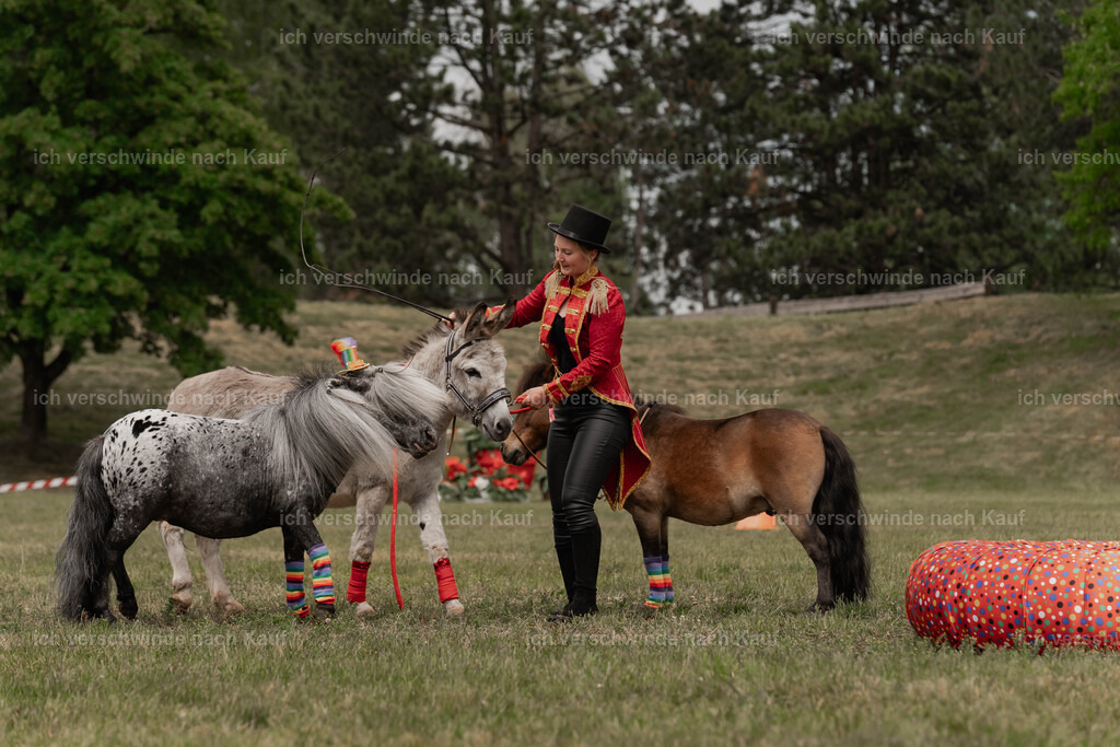 Showprogramm-253 | working equitationturnier fotograf videograf stoibphotography marixx film working equitation deutschland reitsport turnierfotografie eventfotografie equestrian events