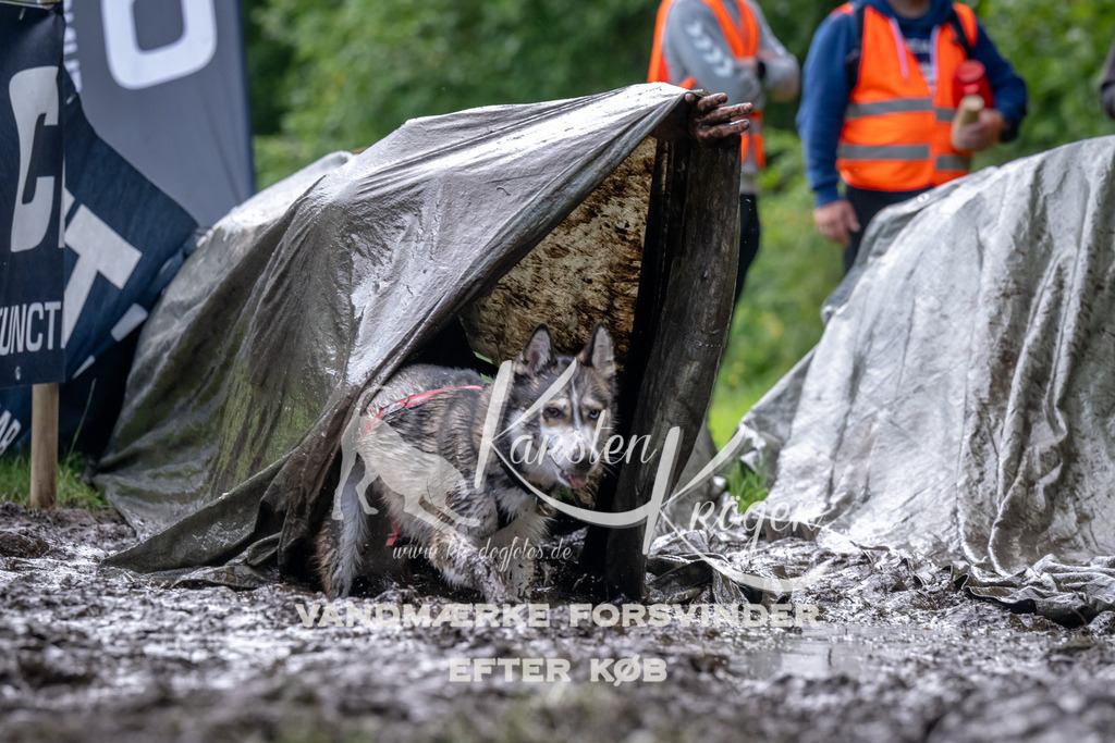 1053_ZZ93109 | kk-dogfotos