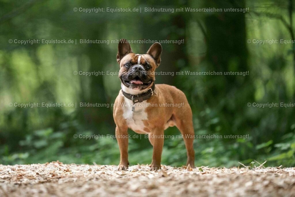 20200622_Hund_0064 | equistock