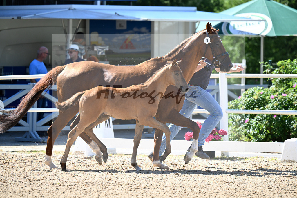 Kat-Nr. 8 Proud James x Donatus_SF_Prokasky_20250342 | hf-fotografie - Realisiert mit Pictrs.com