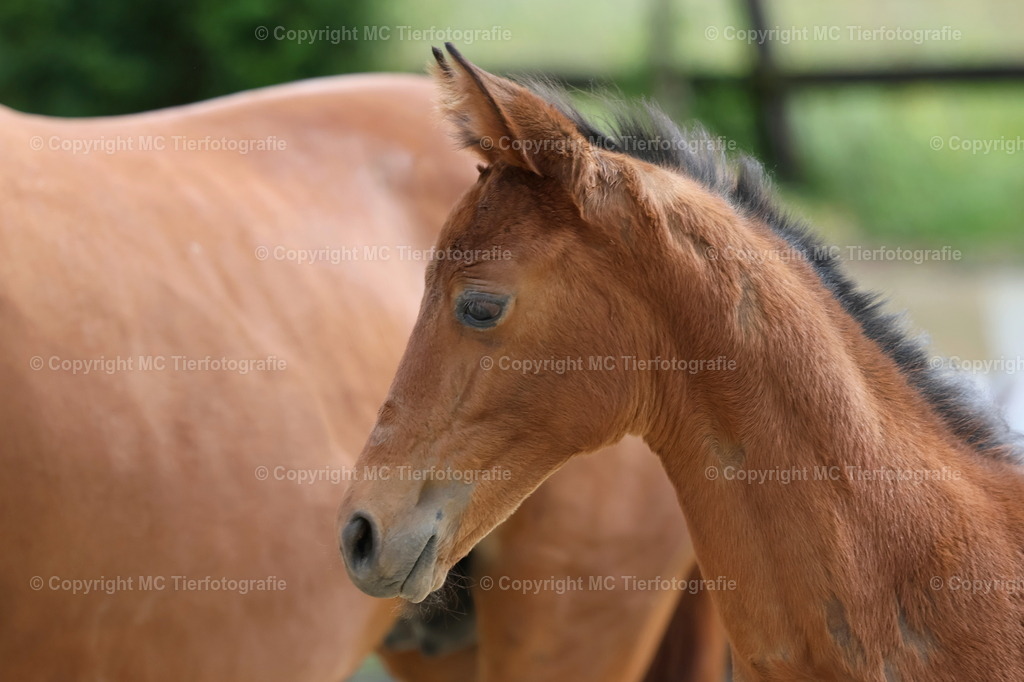TrakFohlenschHennef17052025MC3H5A7676B | Pferdefotos online bestellen - Realisiert mit Pictrs.com