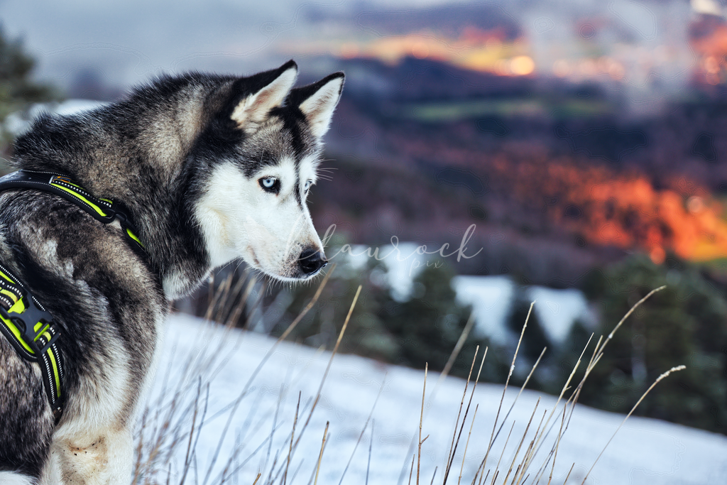 Tier_00050 | Sportbilder, Sportfotograf, Hochzeits- und Eventfotografin, Flugshows, Portraits und Tiershooting, Aviation, Downhill, Nationalleague, Swissleague, International