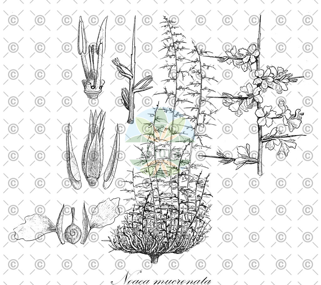 HistAbb_22667_1_FLORAD_SIMPLE | Historische Abbildung von Noaea mucronata - Amaranthaceae | Historical Illustration of Noaea mucronata - Amaranthaceae