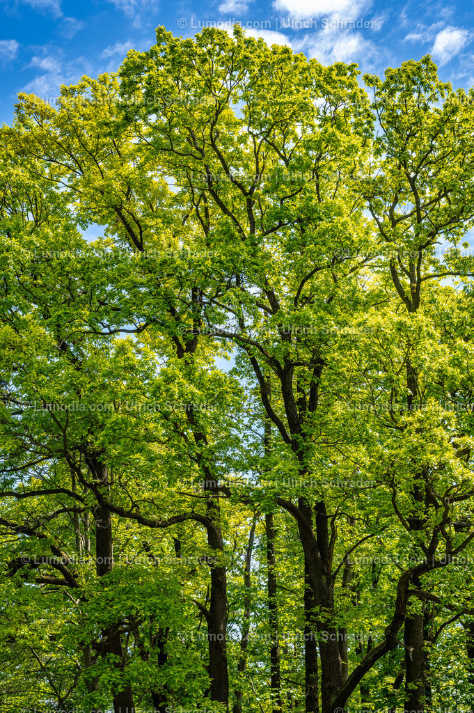 10049-14081 - Landschaftspark Degenershausen | Stockfoto und Bilderpool mit Bildmaterial aus Deutschland, dem Harz, Halberstadt, Quedlinburg, Wernigerode und weltweit. Qualitativ hochwertige und professionelle Fotos anschauen und kaufen. - Realisiert mit Pictrs.com