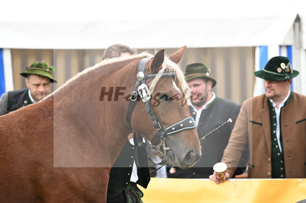 Kat-Nr. 71 Josefine v. Sir_Kramer_41251542 | hf-fotografie - Realizzato con Pictrs.com