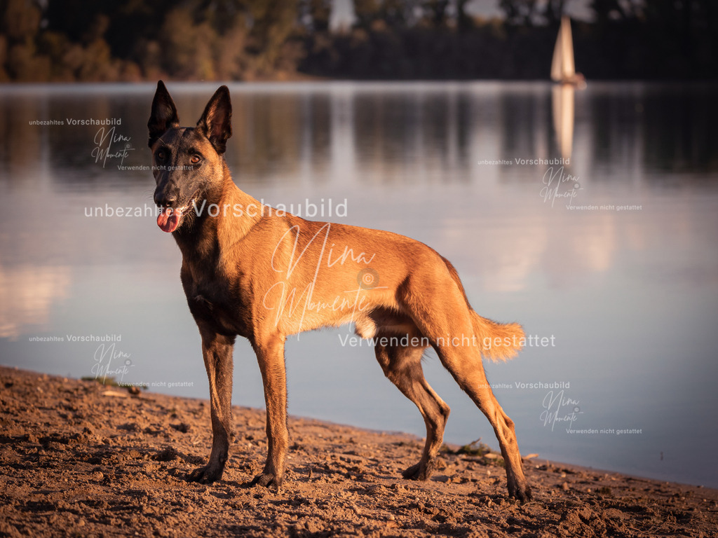 _16A0395-1 | Einzigartige Fotos von Hunden & Menschen –Actionfotos, Portraits, Vereinsaufnahmen & Paarshootings – authentisch, lebendig & mit Herz.