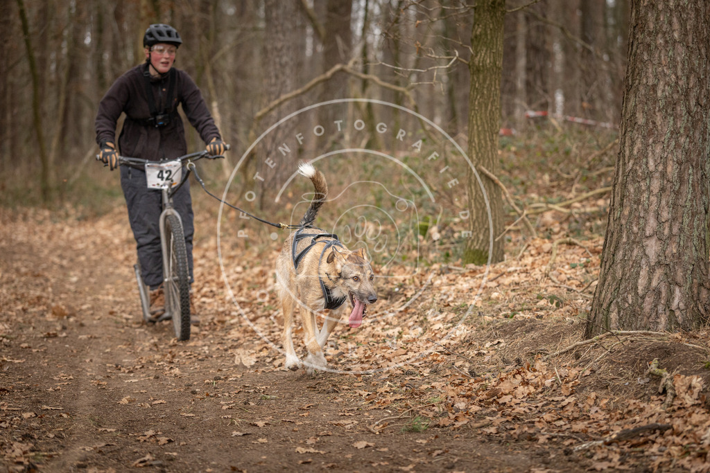 Pfotenfotografie_DV3A0880 | Hundefotografie, Tierfotograf, Pfotenfotografie, Fotoshooting Hund, Hunde Portrait, Hundesport, Hundeportraits, Heideshooting, Hunde, Sportfotograf, Hundefotograf, Turnierhundsport, THS,  - Realisiert mit Pictrs.com