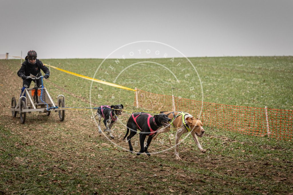 Pfotenfotografie_DV3A4542 | Hundefotografie, Tierfotograf, Pfotenfotografie, Fotoshooting Hund, Hunde Portrait, Hundesport, Hundeportraits, Heideshooting, Hunde, Sportfotograf, Hundefotograf, Turnierhundsport, THS,  - Realisiert mit Pictrs.com