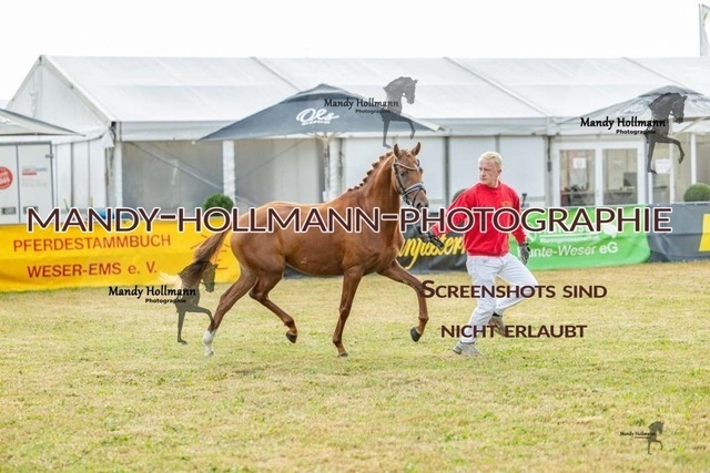 26-8-22 DR 4j-34 | mandyhollmannphotographie