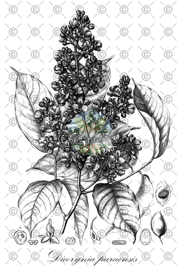 HistAbb_wfo-0001158535_1_ENZY_Simple | Historische Abbildung von Dicorynia paraensis - Fabaceae | Historical Illustration of Dicorynia paraensis - Fabaceae