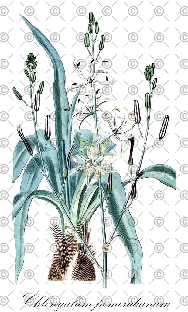 HistAbb_wfo-0000194265_1_ENZY_Simple | Historische Abbildung von Chlorogalum pomeridianum - Asparagaceae | Historical Illustration of Chlorogalum pomeridianum - Asparagaceae