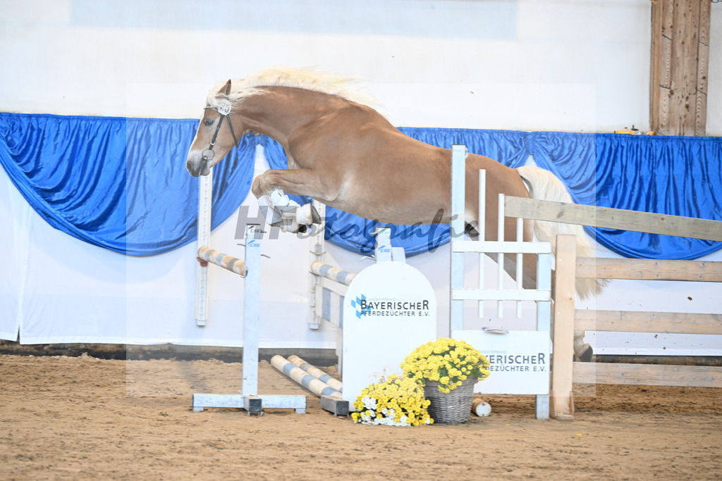 Kat-Nr. 25 Bandit v. Barios_Haflingergestuet Meura_48250533 | hf-fotografie - Realisiert mit Pictrs.com