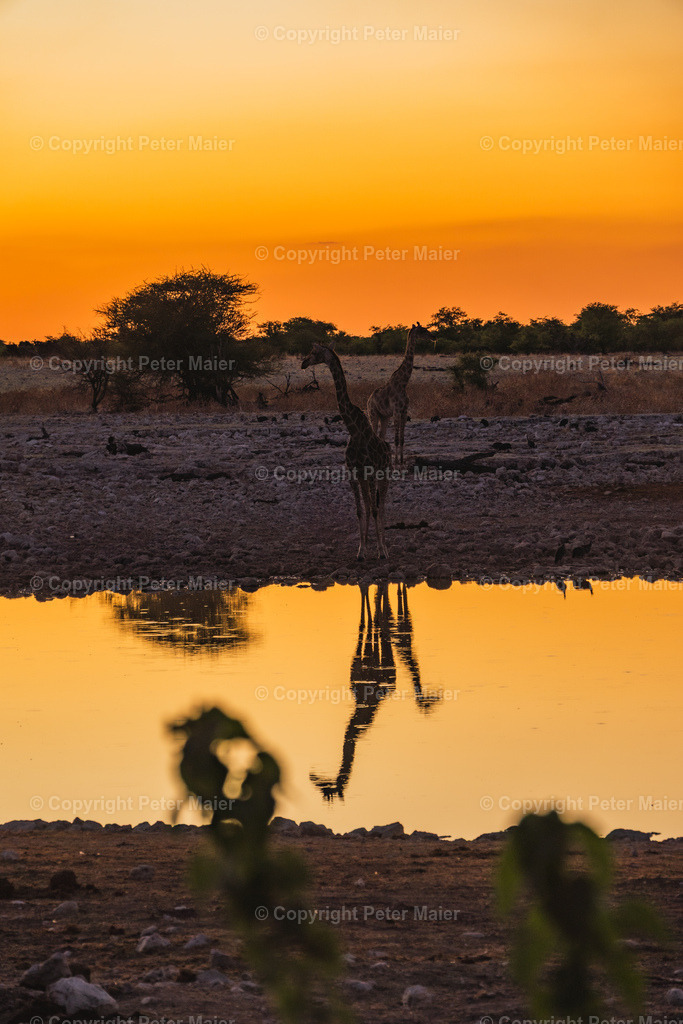 Etosha_Nationalpark_Namibia-1060 | piet_flosse