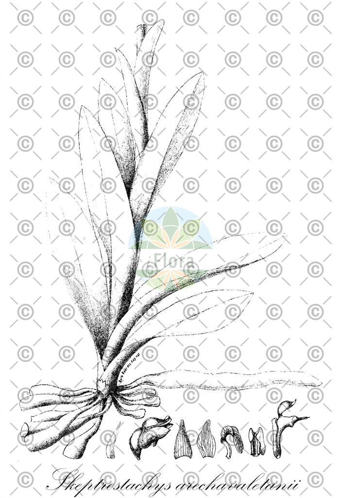 HistAbb_wfo-0000504235_1_ENZY_Simple | Historische Abbildung von Skeptrostachys arechavaletanii - Orchidaceae | Historical Illustration of Skeptrostachys arechavaletanii - Orchidaceae