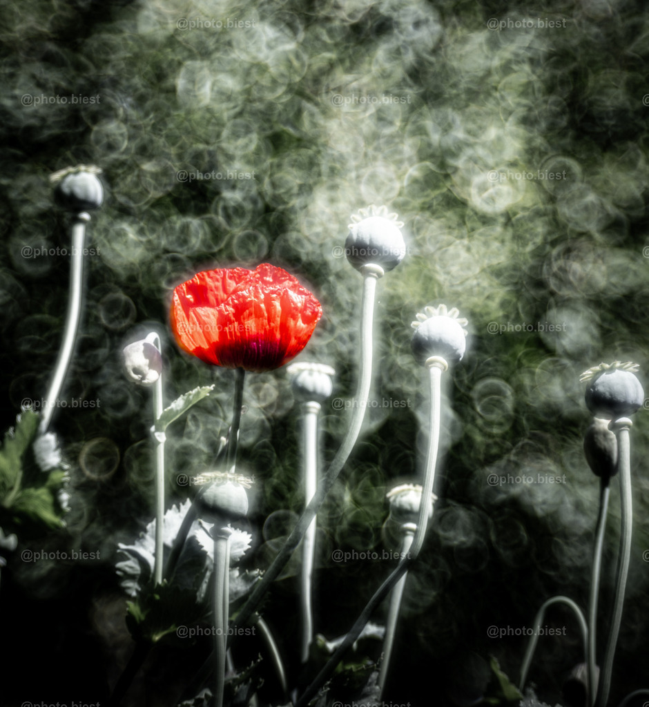 Die Andere | Eine blühende Mohnblüte unter vielen bereits verblühten. - Realisiert mit Pictrs.com