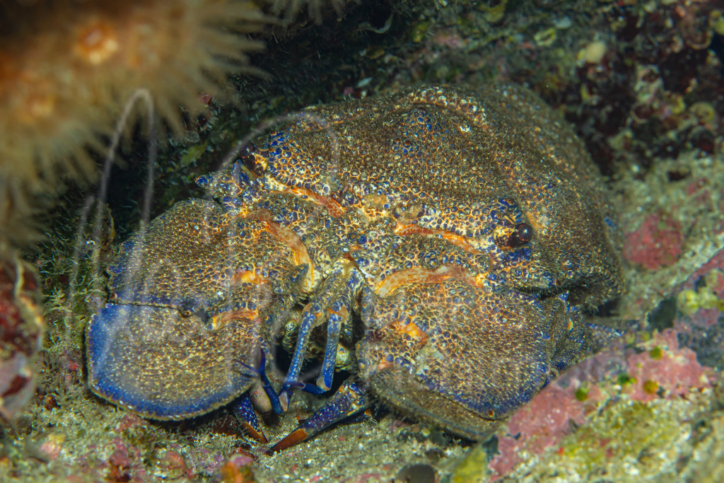 Scyllarides latus | DE: großer BärenkrebsEN: Mediterranean slipper lobsterES: Cigarra de marFR: Grande cigale de mer - Realisiert mit Pictrs.com