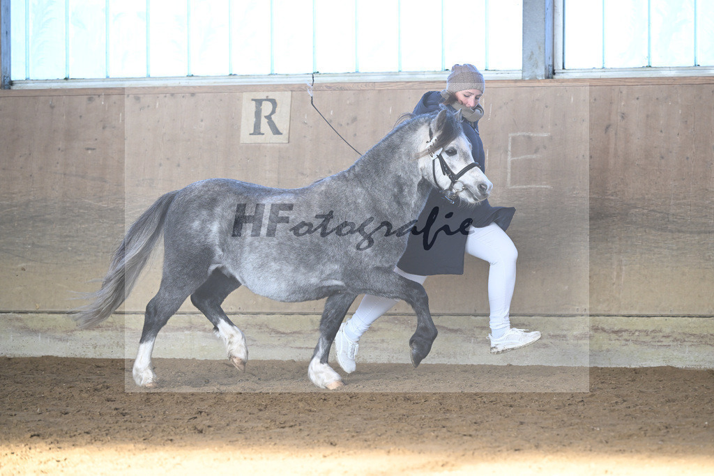 Kat-Nr. 17 Linderich Trudolfo v. Voermanhof Nicolas_ZG Seitle u Necker_49250725 | hf-fotografie - Realisiert mit Pictrs.com