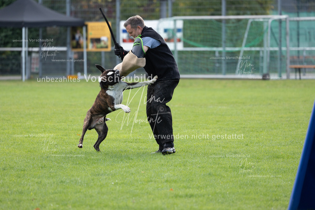 _16A6554 | Einzigartige Fotos von Hunden & Menschen –Actionfotos, Portraits, Vereinsaufnahmen & Paarshootings – authentisch, lebendig & mit Herz.